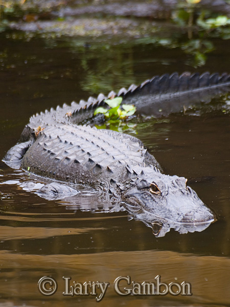 Alligator