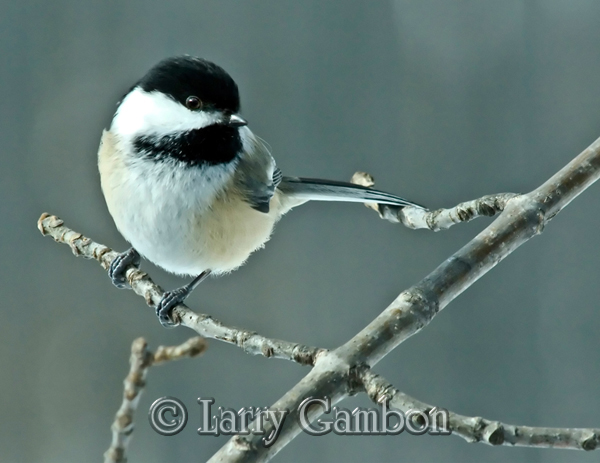 Chickadee